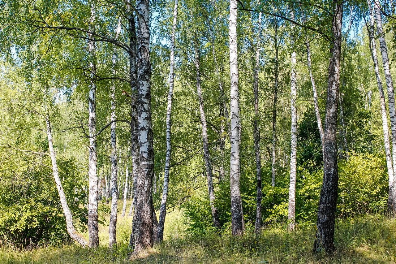 birch-2745850_1280.jpg