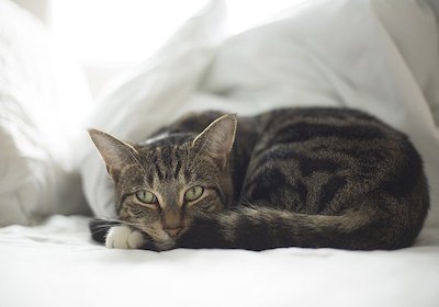 cat-4688579_640.jpg