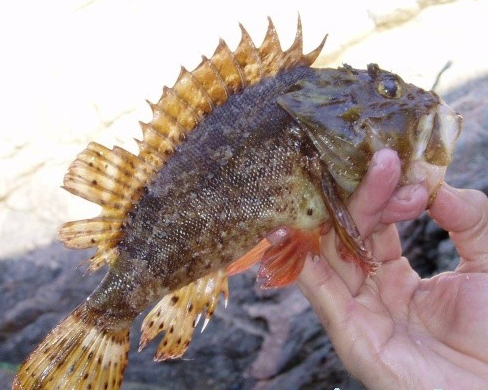морской ёрш