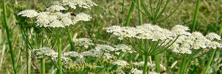 giant-hogweed-3296876_960_720.jpg