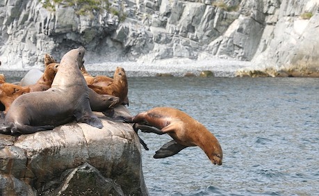 sea-lions-2517570_640.jpg